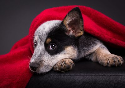 Australian-Cattle-Dog-Hundefotografie-Studio