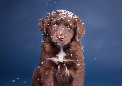 Australian-Shepherd-Hund-Studio-blau-Schnee