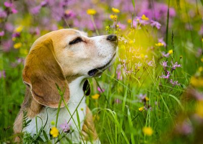 Beagle-Hund-Blumenwiese