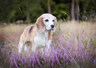 Beagle-Hund-Heide-Senior-Fotoshooting