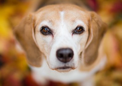 Beagle-Hund-Hundeblick-Herbst