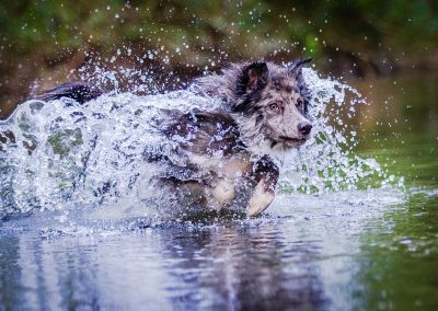 Border-Collie-Hund-Wasser-Action-rennend