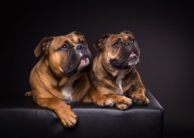 Continental-Bulldogge-Hunde-Studio-schwarz