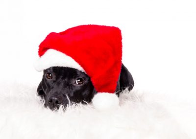 Hund-Nikolausmuetze-Weihnachten-Fotostudio