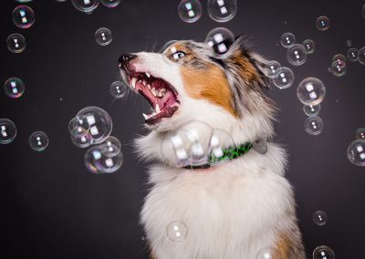 Hund-Seifenblasen-Australian-Shepherd-Fotoshooting