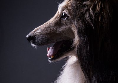 Hund-Sheltie-Fotografie