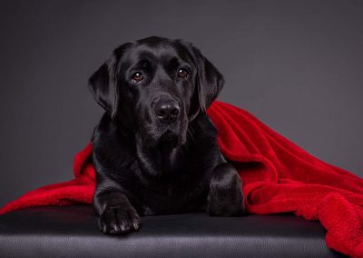 Labrador-Tierfotograf-Studio-Hessen