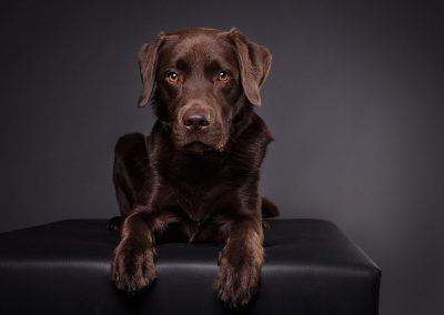 Labrador-braun-Tierfotografie-Studio-Alzenau