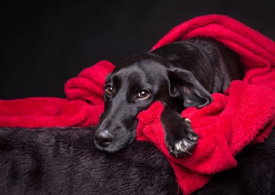 Mischling-Hund-rote-Decke-Studio-schwarz