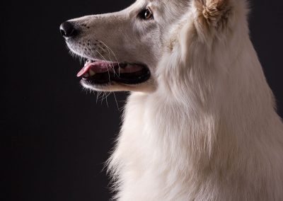 Weisser-Schaeferhund-Hundefotografie-Alzenau