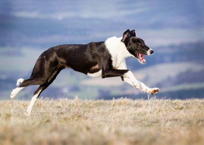 Windhund-Hund-rennend