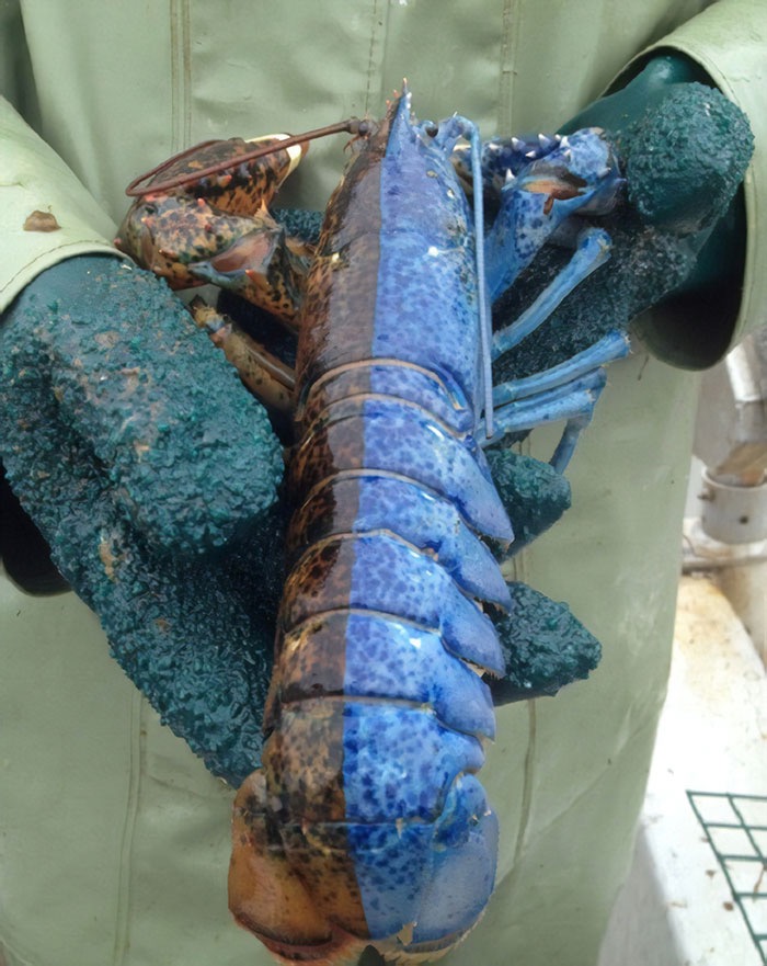 Half blue, half brown lobster