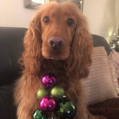 Long-eared surprised looking dog with many Christmas baubles hanging from his collar