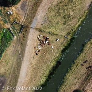 An aerial shot of two dozen cows standing close to a river bank.