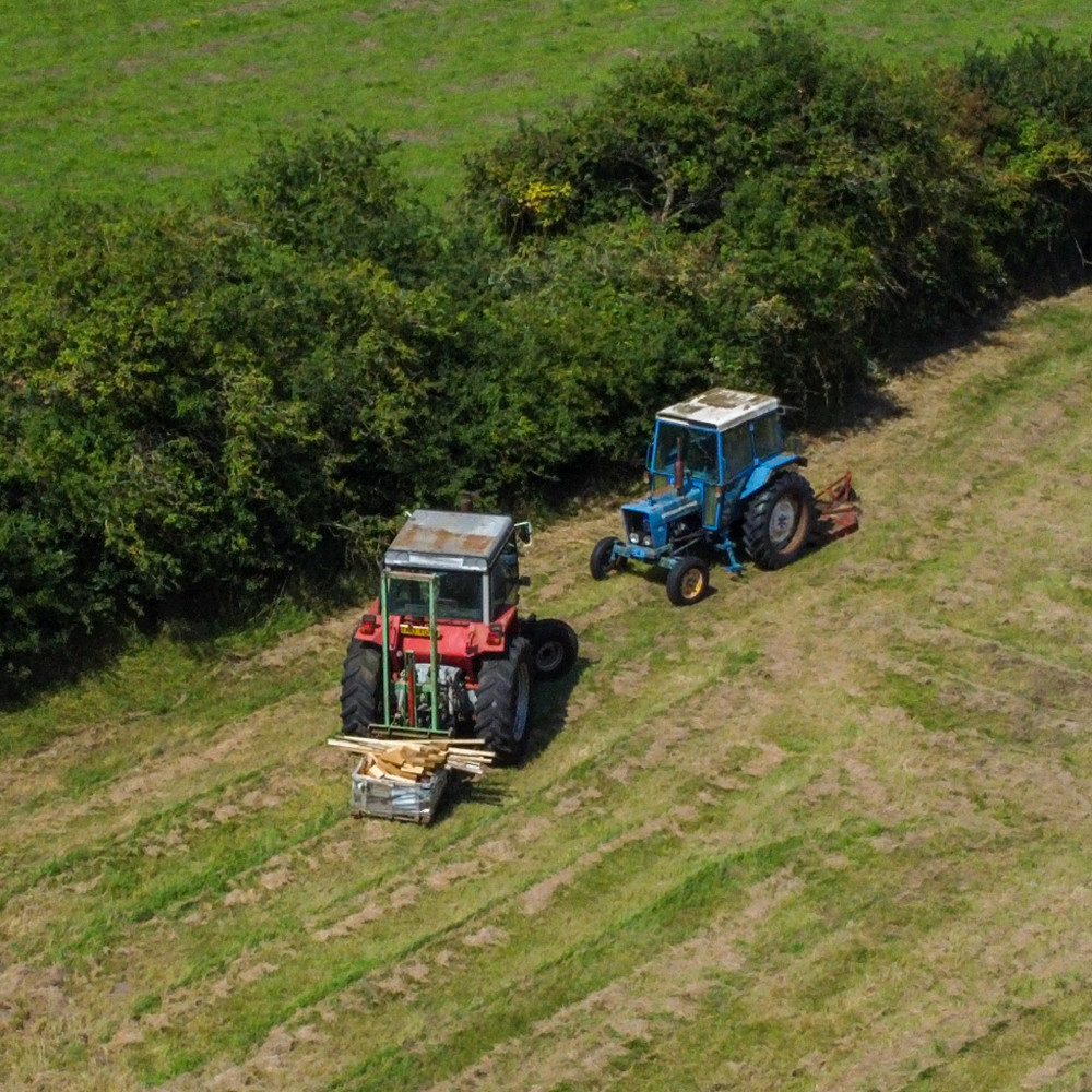 Two old tractors, one red and the other blue, standing in a field.