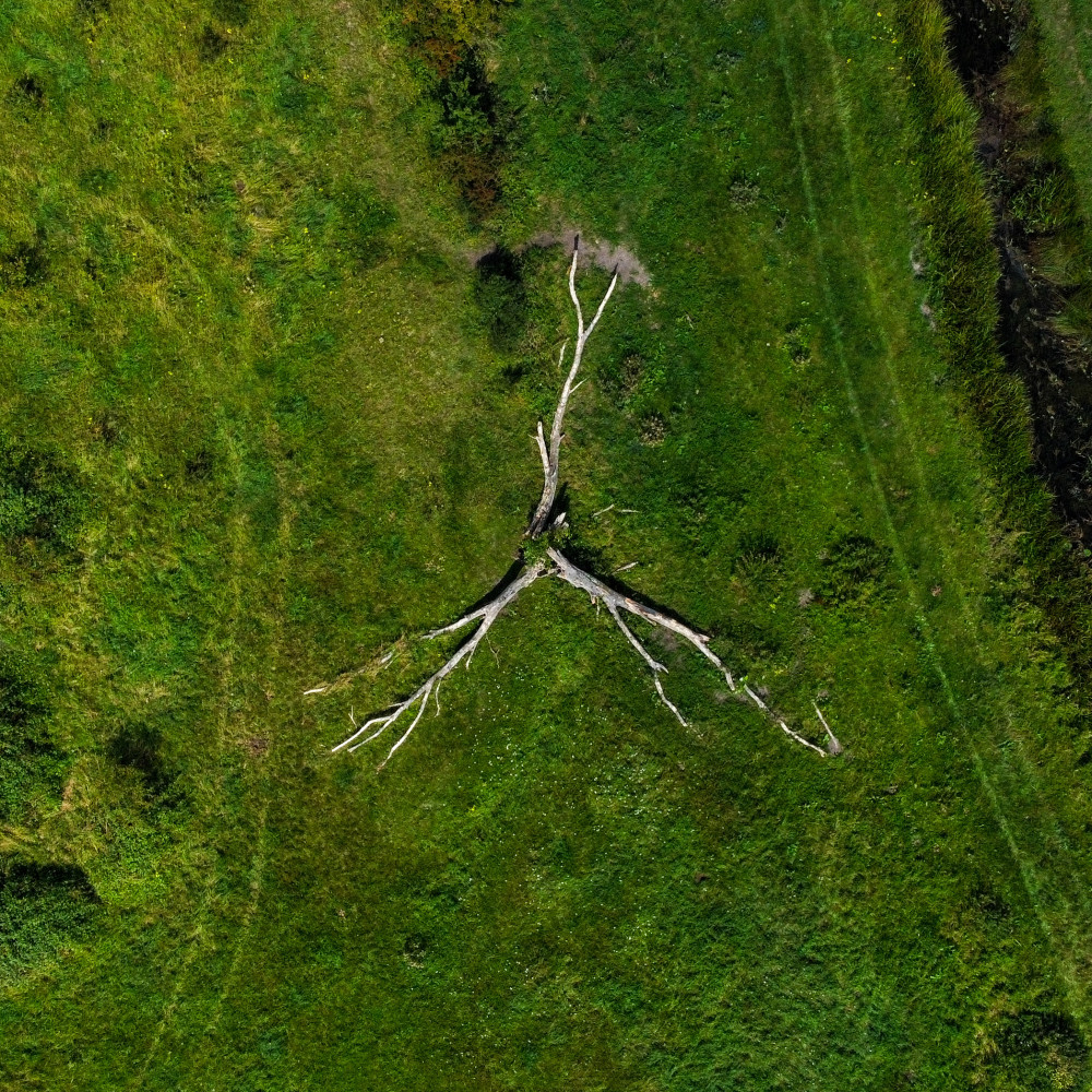 Aerial photograph of a dead tree laying on the ground.