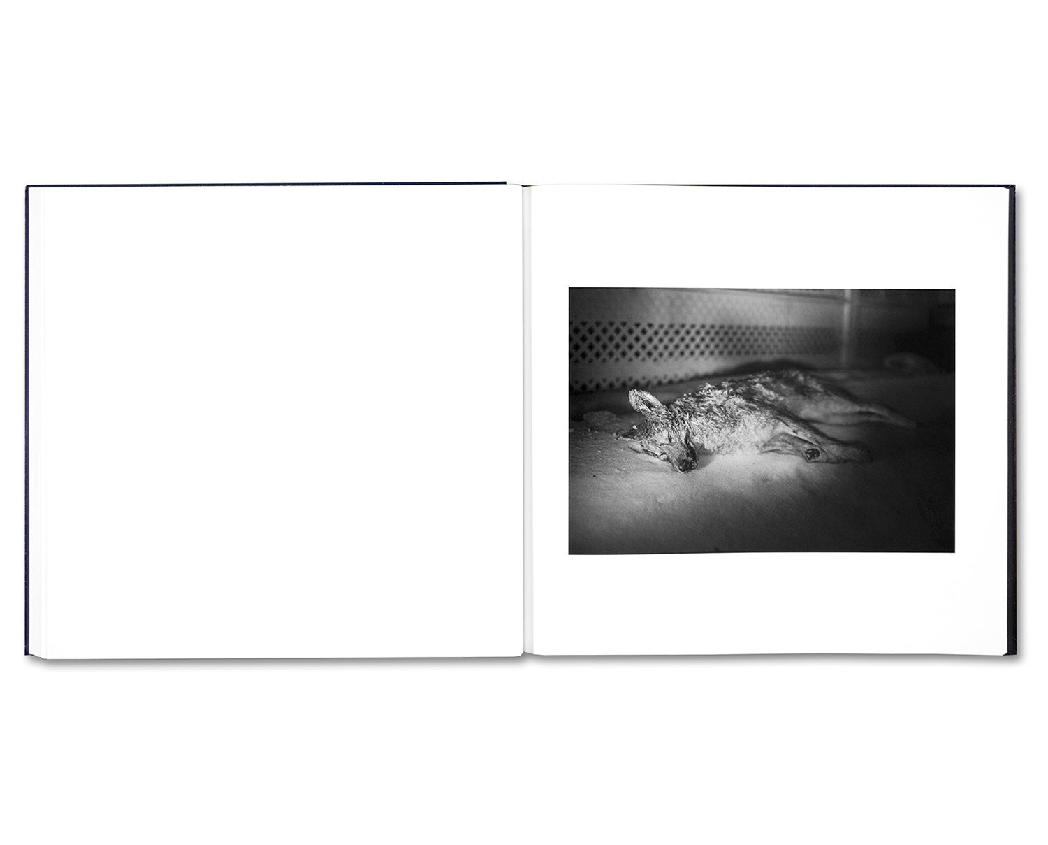 Alessandra Sanguinetti 'Some Say Ice' - Fragment