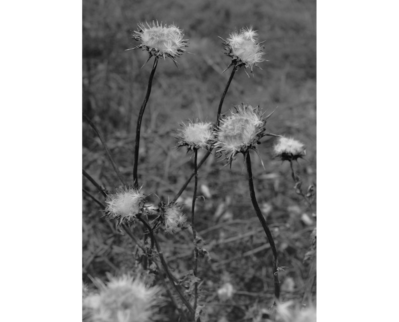 Bryan Schutmaat / County Road 写真集　シュトマート Bryan Schutmaat - County Road (Signed) | Photobook Junkies