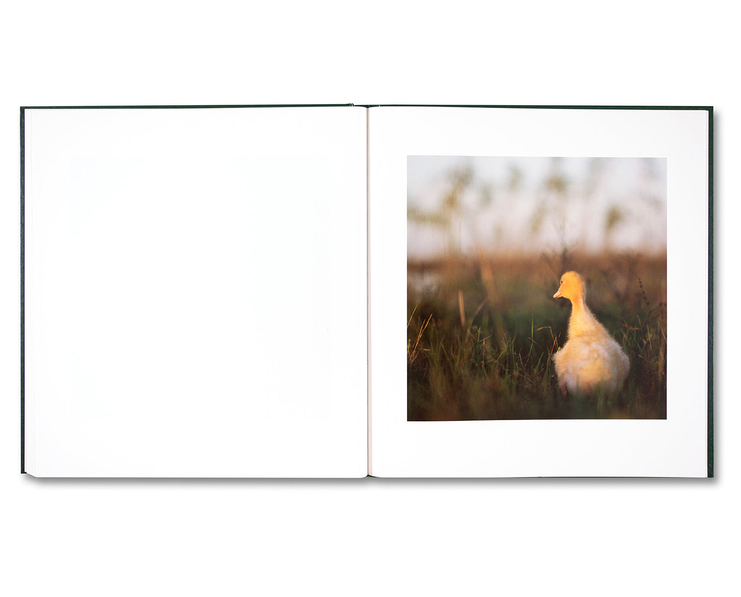 Alessandra Sanguinetti 'On the Sixth Day' (signed) - Fragment