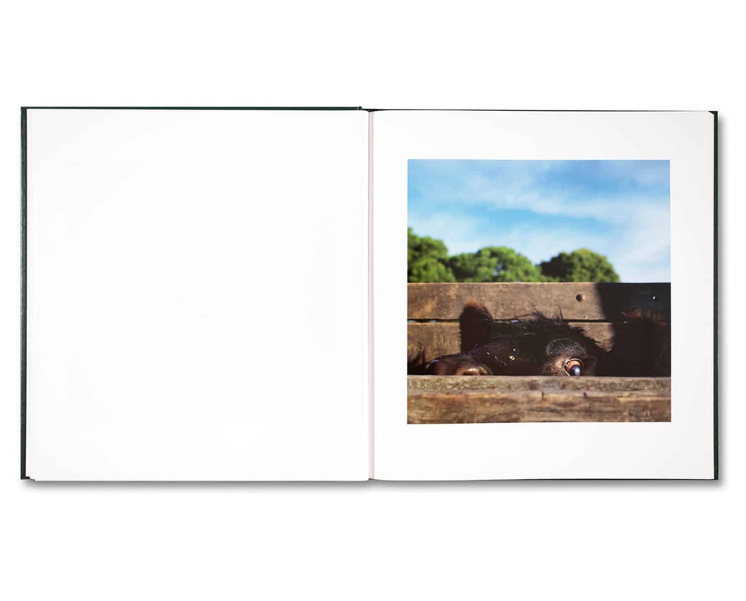 アート・デザイン・音楽 Alessandra Sanguinetti Alessandra Sanguinetti 'On the Sixth Day' (signed) - Fragment