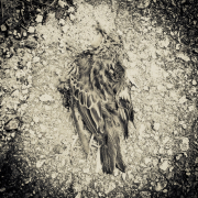 Död fågel