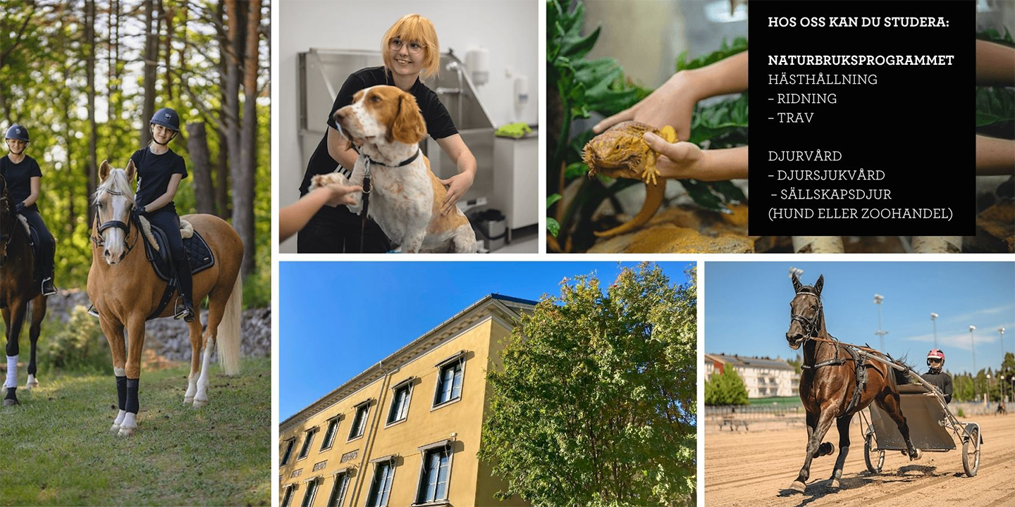 Norrbotten_Realgymnasiet Luleå