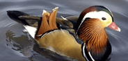 DUC