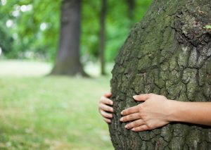 Geboortebomen in Lochristi