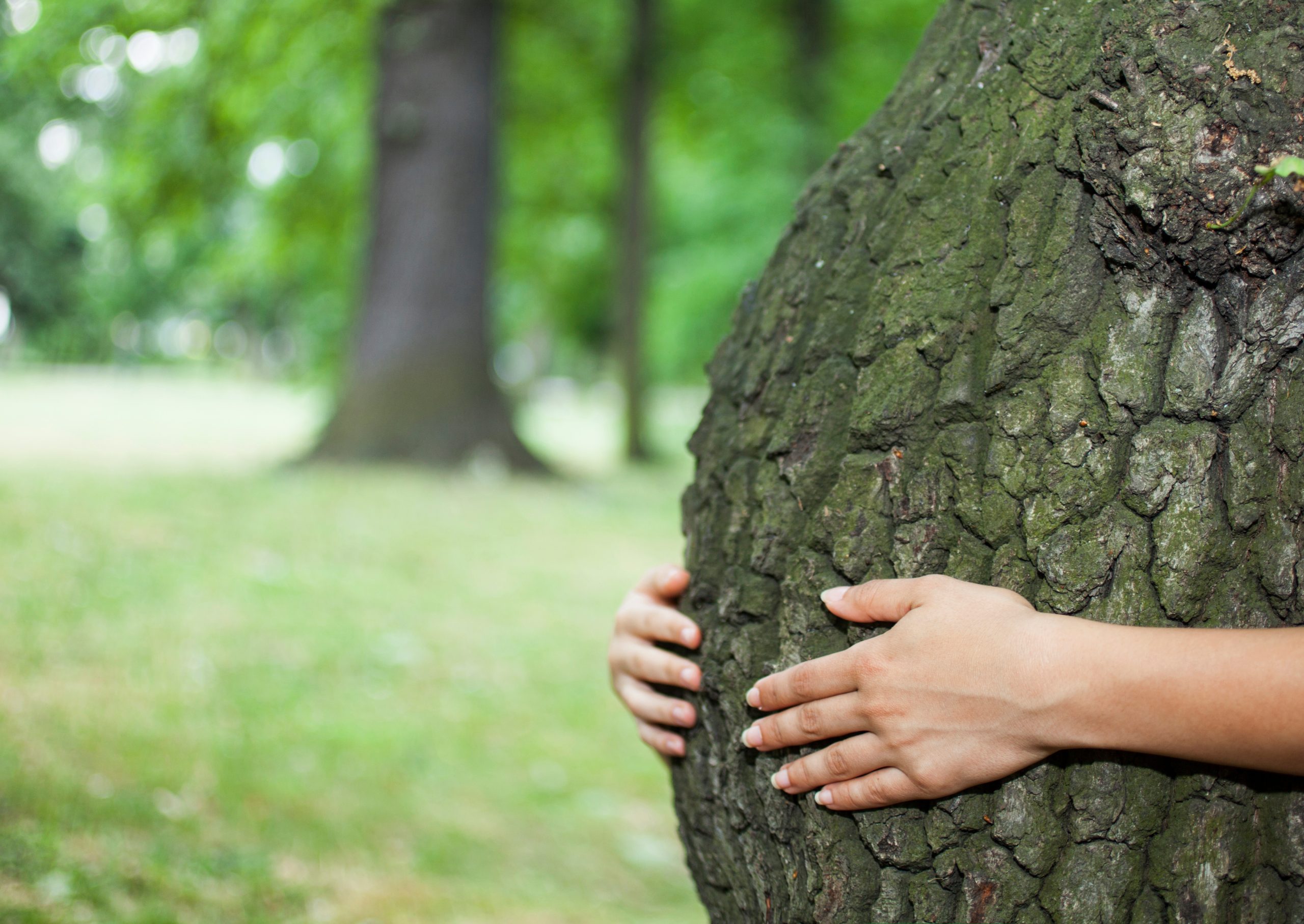 Geboortebomen in Lochristi