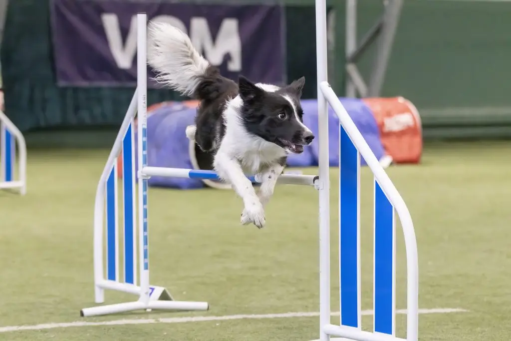 Hvit og svart hund som hopper agilityhinder