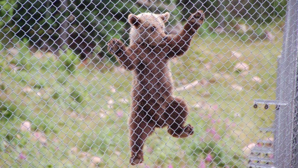 Björnunge Orsa björnpark