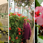 Tant Anna hos belgiska kungen – växthusen i Laeken