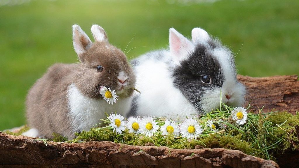 Påsk i Sverige och kaniner