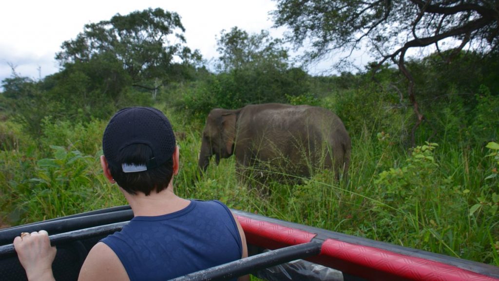 Elefant safari
