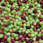 Olivskörd – tio saker du inte visste om oliver