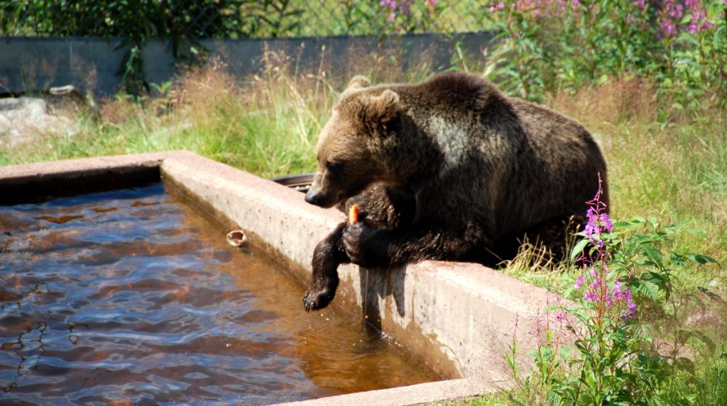 Resmål i mellersta Sverige - Orsa björnpark