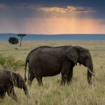 Safari i Kenya och Tanzania – att uppleva “The big five”