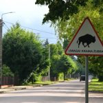 Vilda visenter i Polen: Bialowieza nationalpark