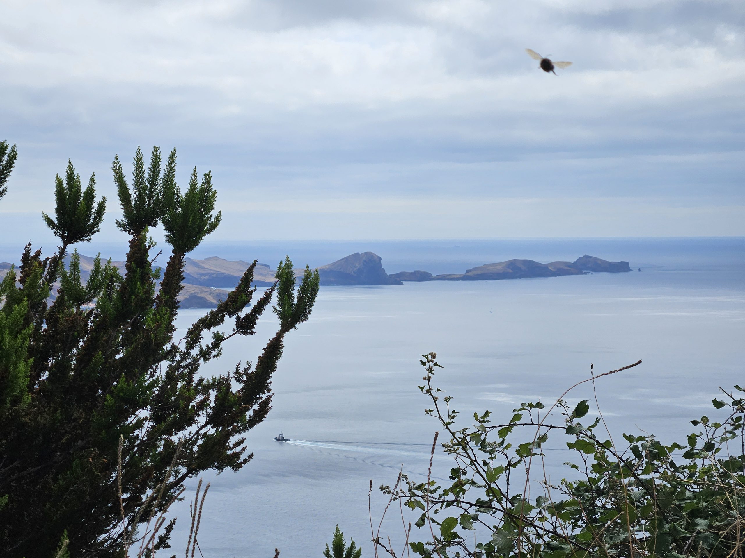 Panorama mit Biene Im Vordergrund sind gruene Pflanzen zu sehen. Oben rechts im Bild fliegt eine Biene. Im Hintergrund ist Wasser zu sehen. Im Wasser befinden sich Berge, Inseln. Am Himmel sind viele dicke weisse Wolken.