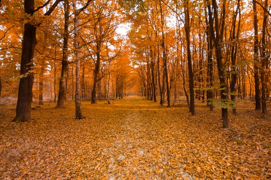 forest-autumn.jpeg
