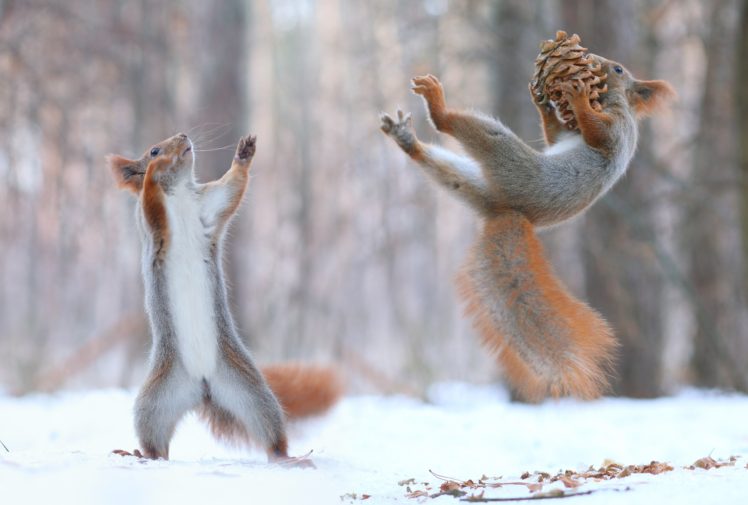 squirrel-pine_cones-snow-748x505.jpg