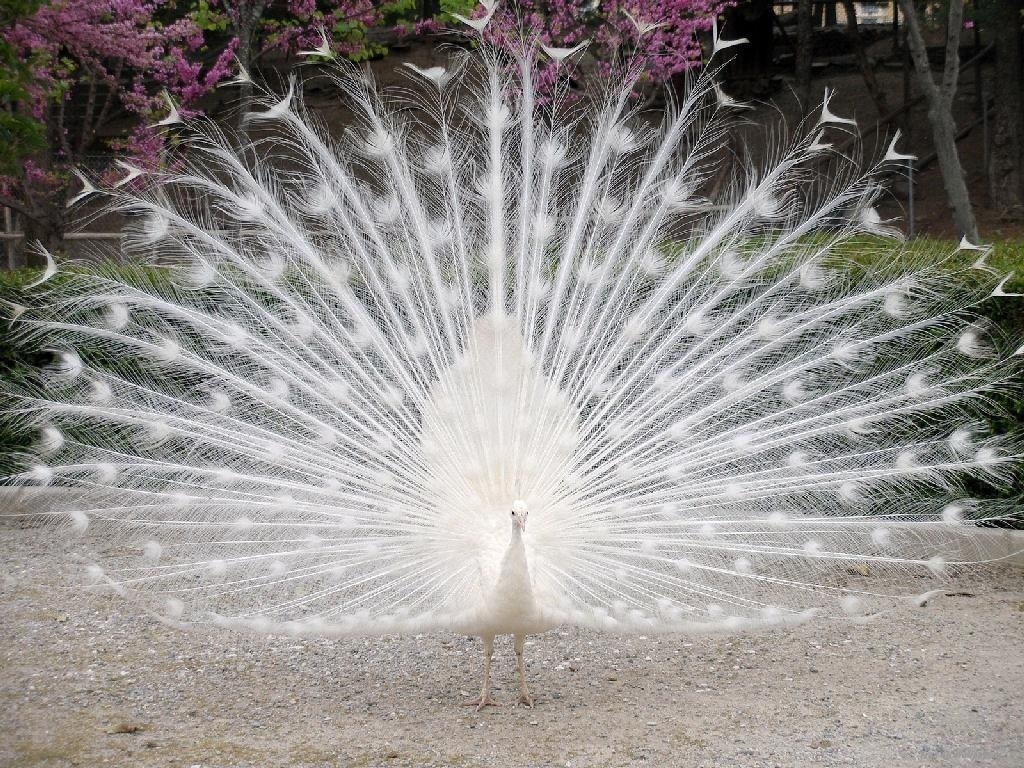 White-Peacock-wild-animals-2688069-1024-768.jpg