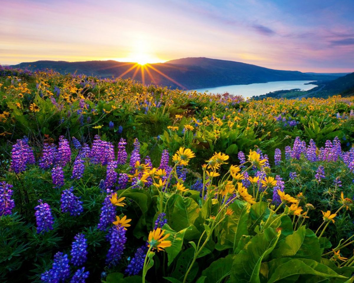 Sunrise-morning-first-sun-rays-flowers-meadow-with-mountain-lake-mountains-HD-Wallpaper-for-Desktop-1280x1024-1200x960.jpg