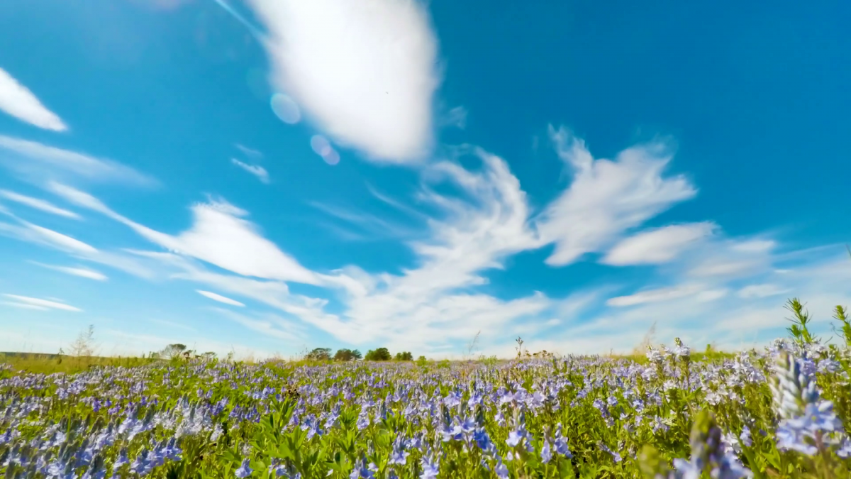 videoblocks-summer-clouds-roll-over-field-green-grass-blue-flowers-beneath-blue-sky-time-lapse-clouds_suye_wvzw_thumbnail-full01-1200x675.png