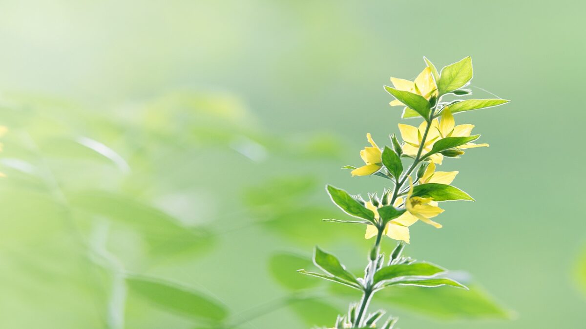 Yellow-Flower-1200x675.jpg