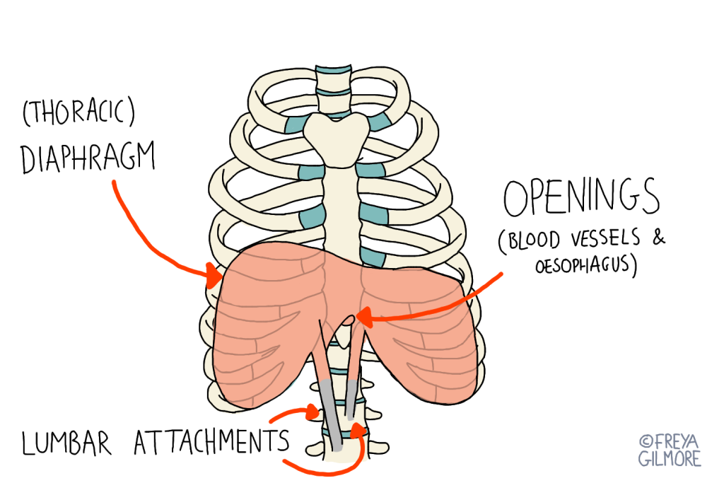 The Diaphragm: key in symptoms of tension