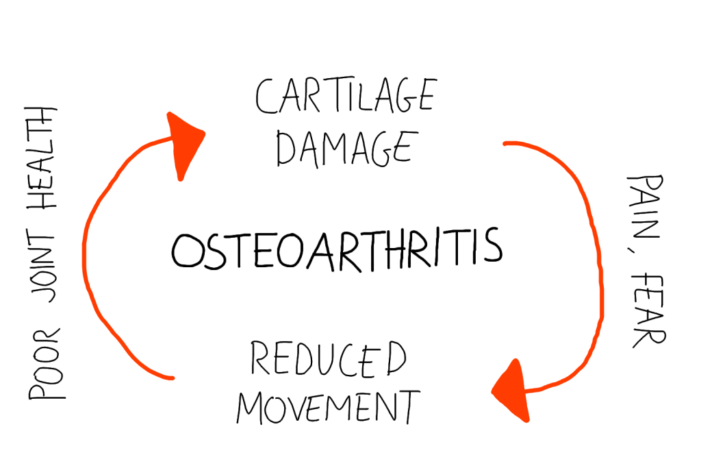 The cycle of osteoarthritis