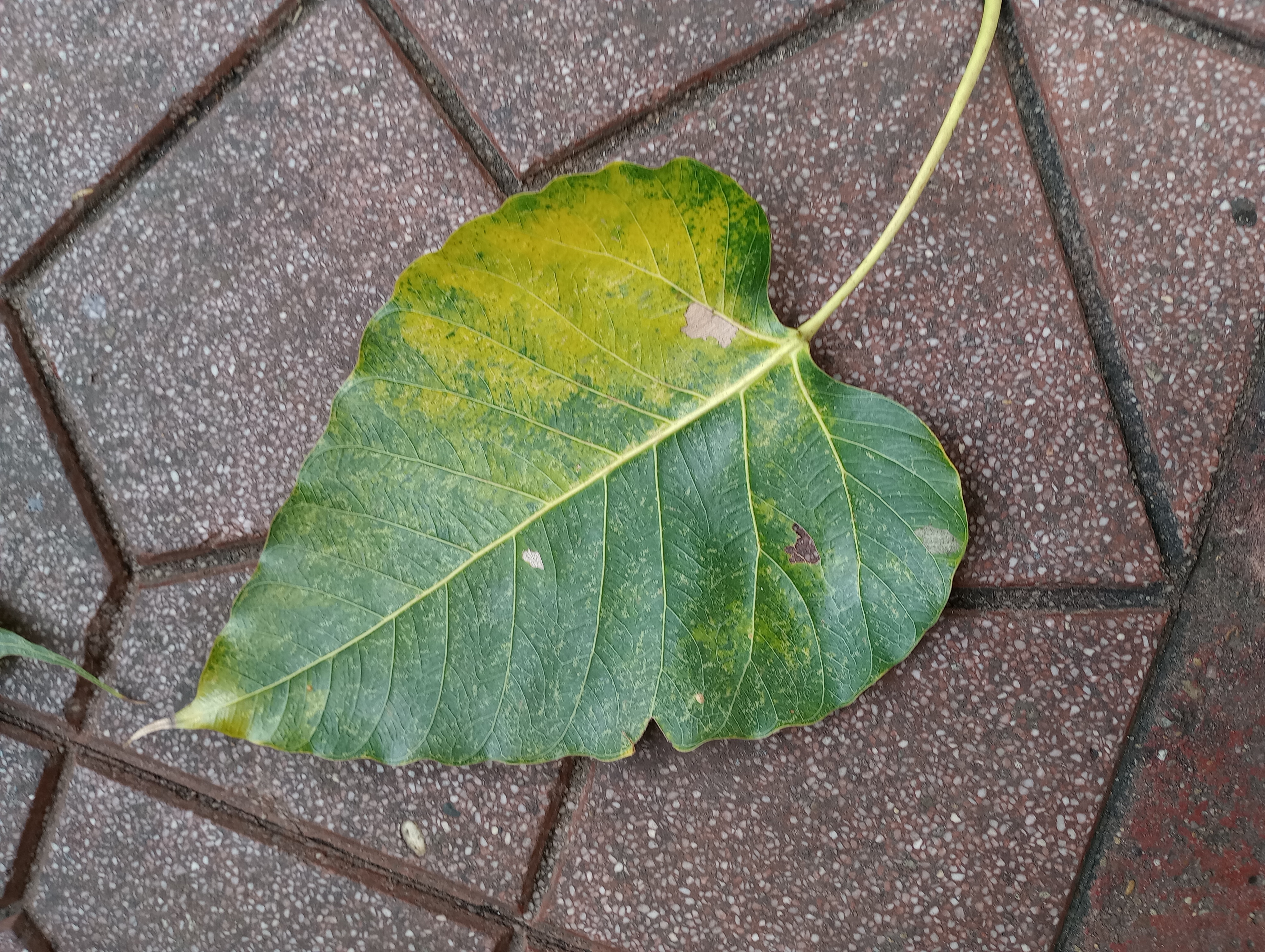 Fria Rörelser Här och Nu/ Frigörande dans i Mindfulness Stockholm