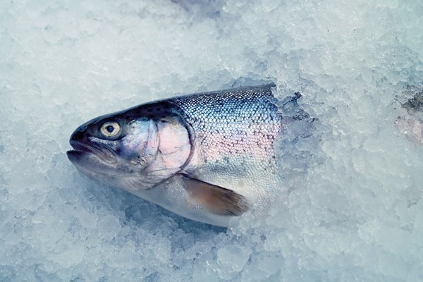 maquinas de hielo pescaderias