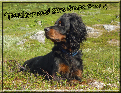 Hipp hurra for Rex!